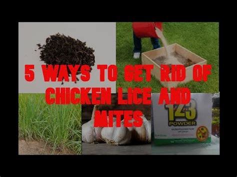 kuto ng manok|Best Head Lice Treatment Method .
